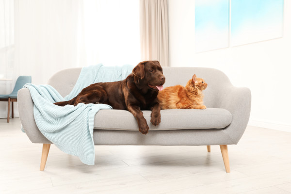 Pes, kočka a sedačka